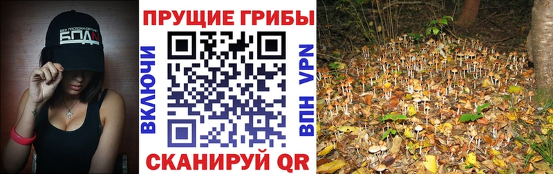 как найти закладки Поронайск Галлюциногенные грибы GOLDEN TEACHER